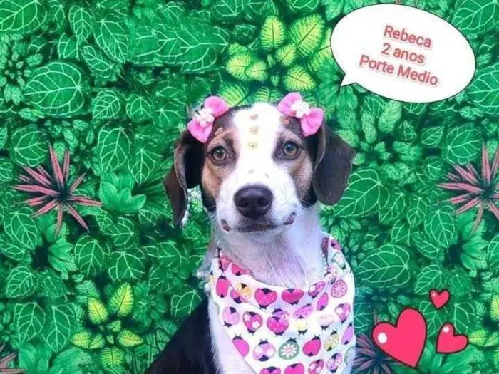 Cachorro ra a SRD-ViraLata idade 2 anos nome Rebeca