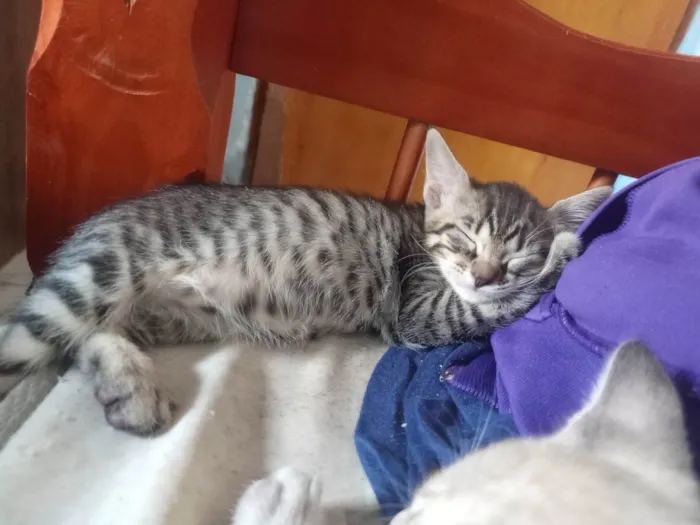 Gato ra a SRD-ViraLata idade Abaixo de 2 meses nome Sem nome 