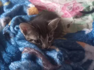 Gato raça SRD-ViraLata idade Abaixo de 2 meses nome Sem nome 