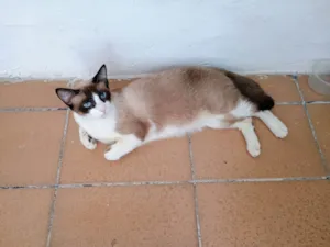 Gato raça Siamês idade 7 a 11 meses nome Lilica