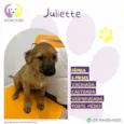 Juliette