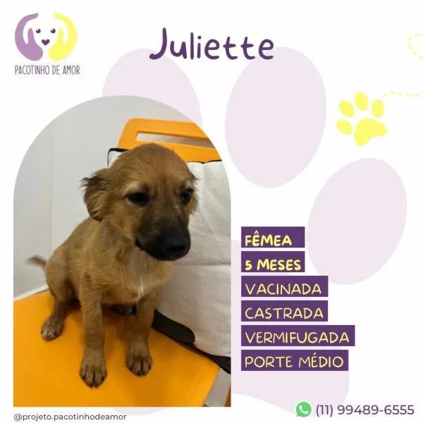 Cachorro ra a SRD-ViraLata idade 1 ano nome Juliette