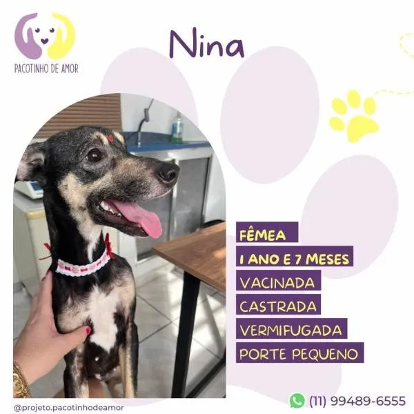 Cachorro ra a SRD-ViraLata idade 1 ano nome Nina