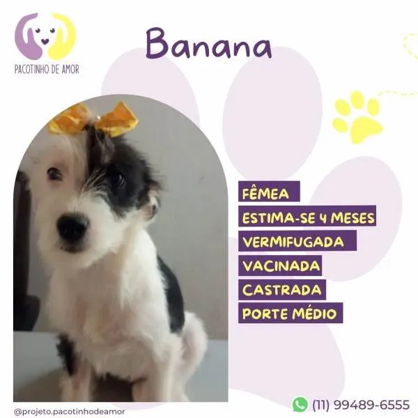 Cachorro ra a SRD-ViraLata idade 2 a 6 meses nome Banana