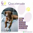 Chocolatuda