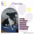 Matilda