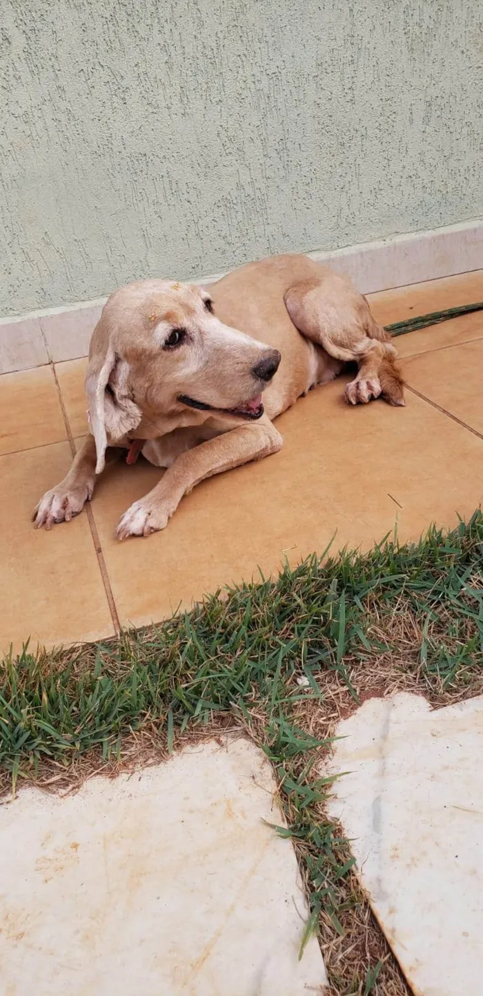 Cachorro ra a Cocker spaniel inglês idade 6 ou mais anos nome KIRA (resgatada)