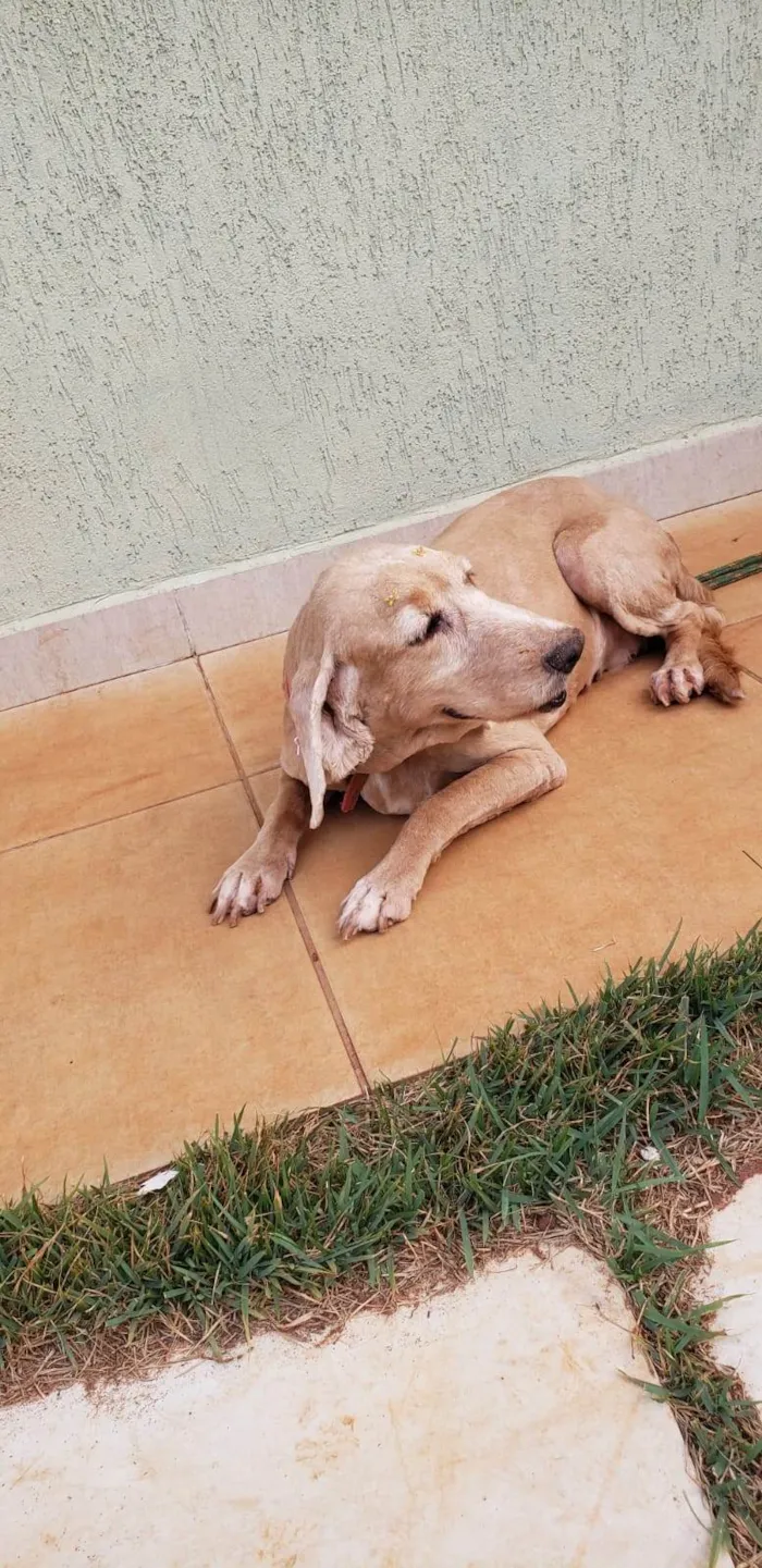 Cachorro ra a Cocker spaniel inglês idade 6 ou mais anos nome KIRA (resgatada)