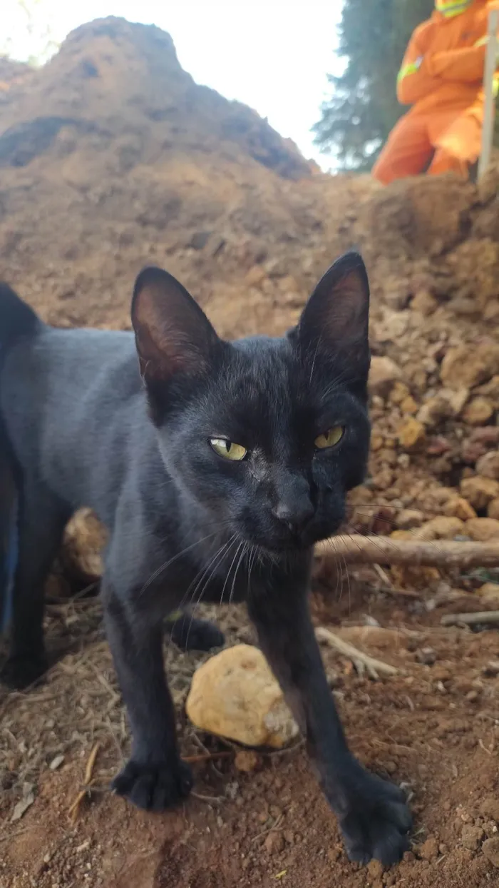 Gato ra a SRD-ViraLata idade 2 a 6 meses nome Sem nome 