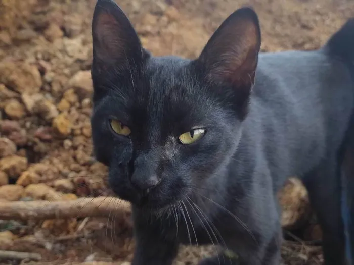 Gato ra a SRD-ViraLata idade 2 a 6 meses nome Sem nome 