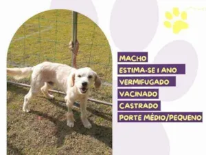 Cachorro raça SRD-ViraLata idade 1 ano nome Snow