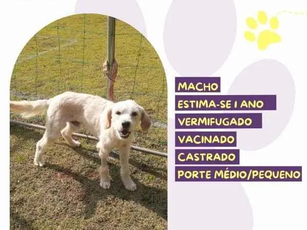 Cachorro ra a SRD-ViraLata idade 1 ano nome Snow