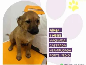 Cachorro raça SRD-ViraLata idade 1 ano nome Juliette