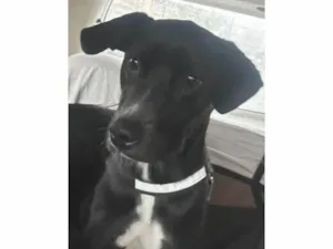 Cachorro raça SRD-ViraLata idade 2 anos nome Thor