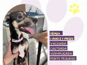 Cachorro raça SRD-ViraLata idade 1 ano nome Nina