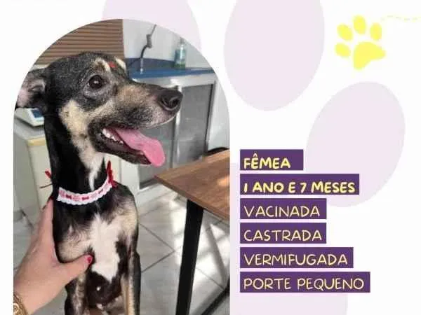 Cachorro ra a SRD-ViraLata idade 1 ano nome Nina