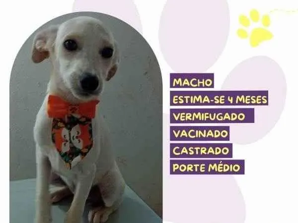 Cachorro ra a SRD-ViraLata idade 2 a 6 meses nome Acai