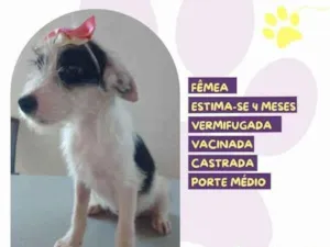 Cachorro raça SRD-ViraLata idade 2 a 6 meses nome Granola