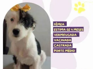 Cachorro raça SRD-ViraLata idade 2 a 6 meses nome Banana