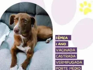 Cachorro raça SRD-ViraLata idade 1 ano nome Chocolatuda