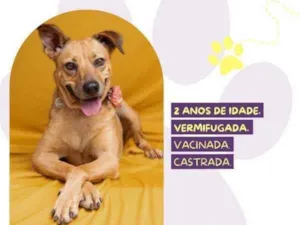 Cachorro raça SRD-ViraLata idade 1 ano nome Caramela