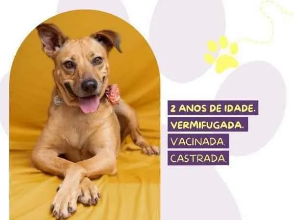 Cachorro ra a SRD-ViraLata idade 1 ano nome Caramela