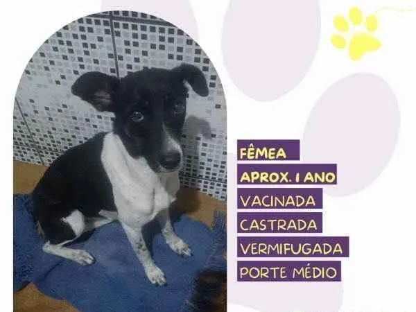 Cachorro ra a SRD-ViraLata idade 1 ano nome Matilda