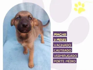 Cachorro raça SRD-ViraLata idade 2 a 6 meses nome Eddie