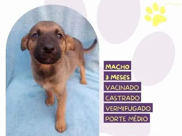 Cachorro ra a SRD-ViraLata idade 2 a 6 meses nome Eddie