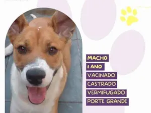 Cachorro raça SRD-ViraLata idade 1 ano nome Bruce