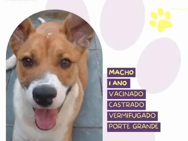 Cachorro ra a SRD-ViraLata idade 1 ano nome Bruce