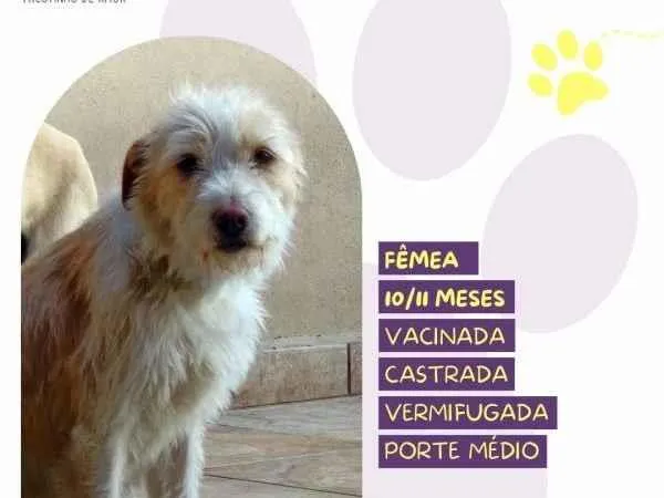 Cachorro ra a SRD-ViraLata idade 1 ano nome Tina