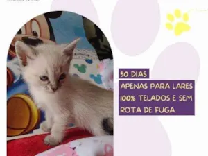 Gato raça SRD-ViraLata idade 2 a 6 meses nome Diana