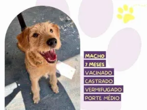 Cachorro raça SRD-ViraLata idade 1 ano nome Scooby