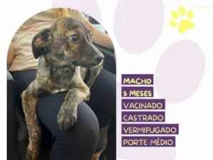 Cachorro raça SRD-ViraLata idade 1 ano nome Faisca