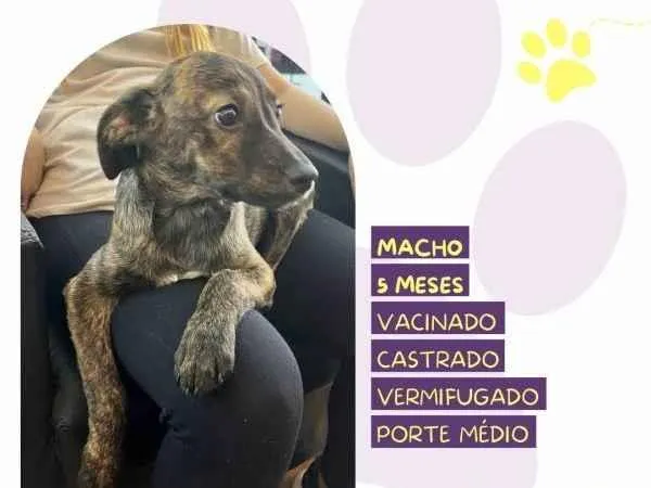 Cachorro ra a SRD-ViraLata idade 1 ano nome Faisca