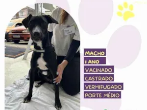 Cachorro raça SRD-ViraLata idade 1 ano nome Thor