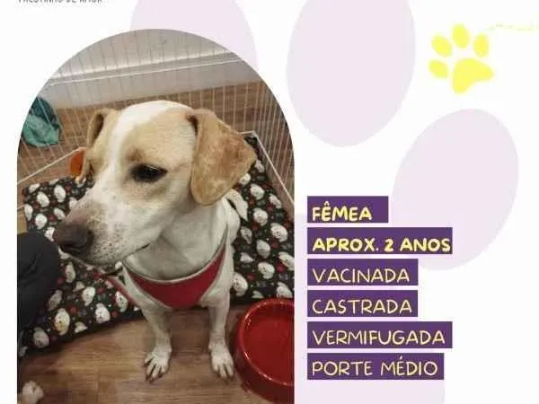 Cachorro ra a SRD-ViraLata idade 1 ano nome Cristal