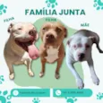 Três Pitbulls fêmeas