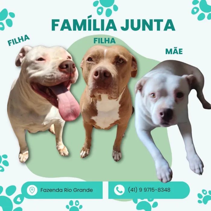 Cachorro ra a Pit-Bull idade 6 ou mais anos nome Três Pitbulls fêmeas