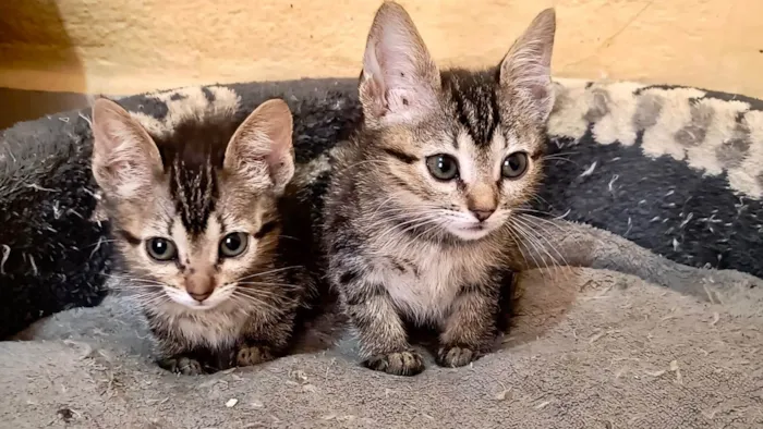 Gato ra a SRD-ViraLata idade Abaixo de 2 meses nome Indy bb50dias 