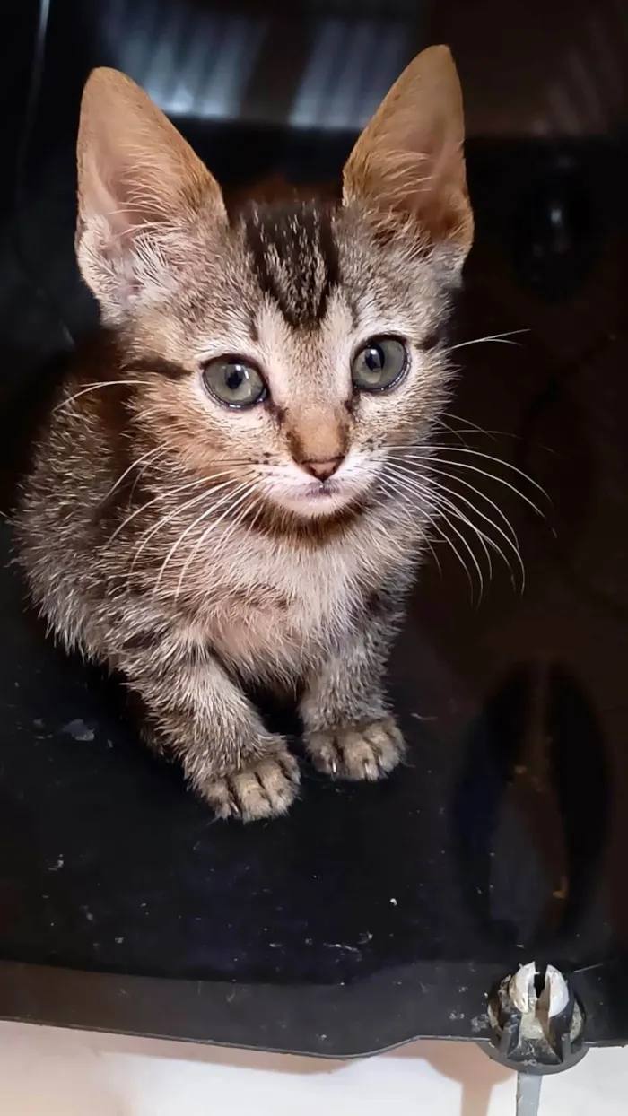 Gato ra a SRD-ViraLata idade Abaixo de 2 meses nome Indy bb50dias 