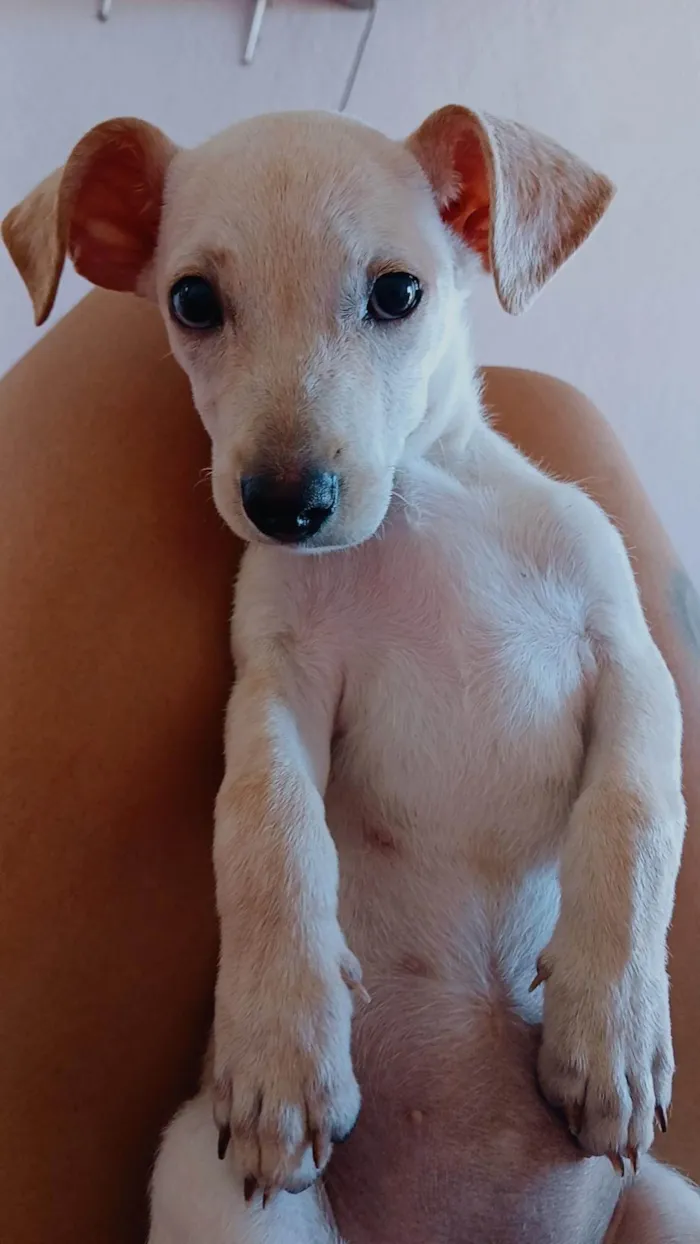 Cachorro ra a Pinscher idade 7 a 11 meses nome Sky