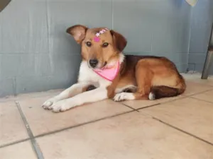 Cachorro raça SRD-ViraLata idade 7 a 11 meses nome Princesa