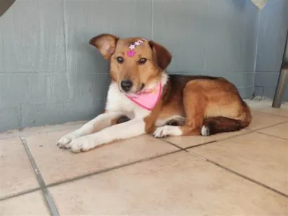 Cachorro raça SRD-ViraLata idade 7 a 11 meses nome Princesa