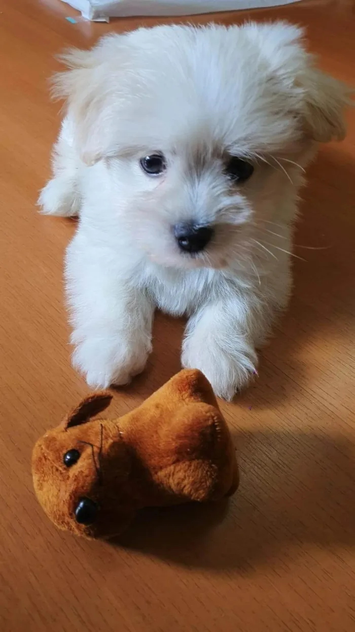 Cachorro ra a Maltês idade 2 a 6 meses nome Sigmund Toy