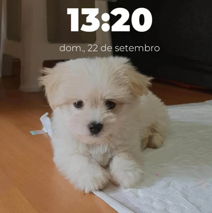 Cachorro ra a Maltês idade 2 a 6 meses nome Sigmund Toy