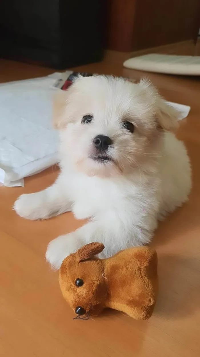 Cachorro ra a Maltês idade 2 a 6 meses nome Sigmund Toy