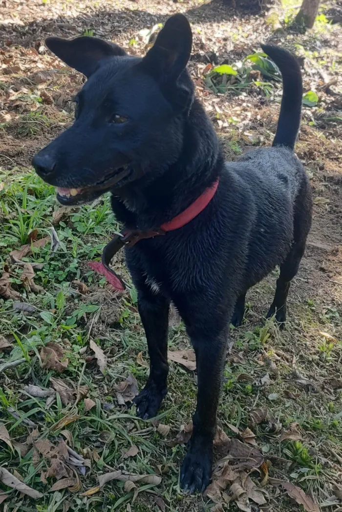 Cachorro ra a SRD-ViraLata idade 6 ou mais anos nome Jimmy