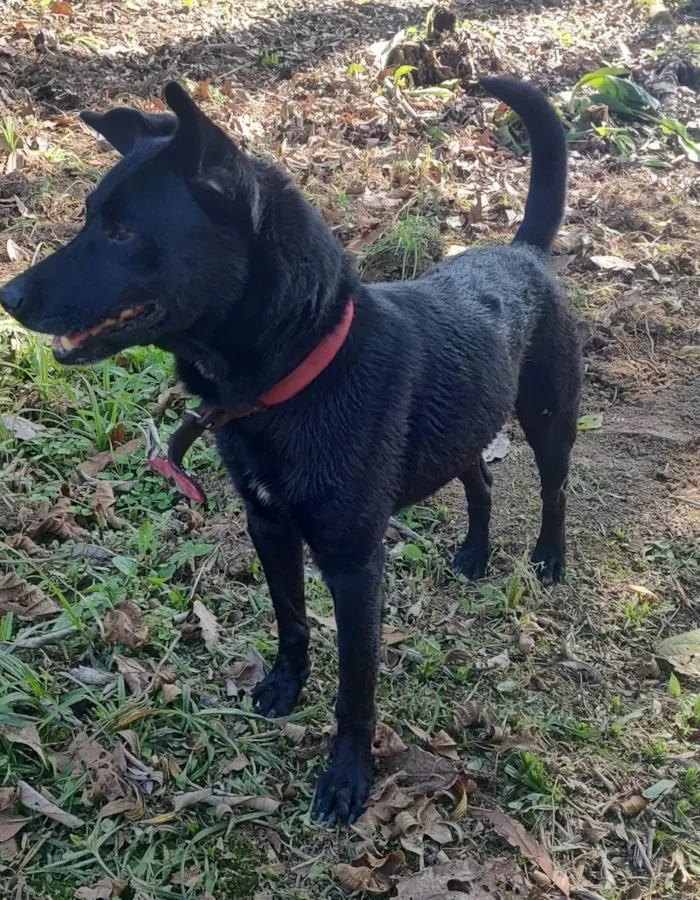 Cachorro ra a SRD-ViraLata idade 6 ou mais anos nome Jimmy